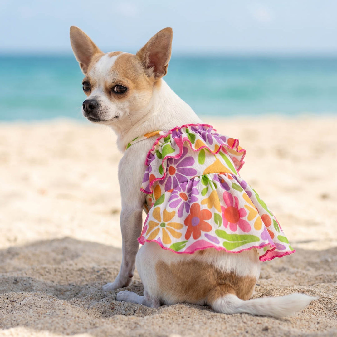 Chihuahua wearing a tropical floral dog dress and sitting on a beach