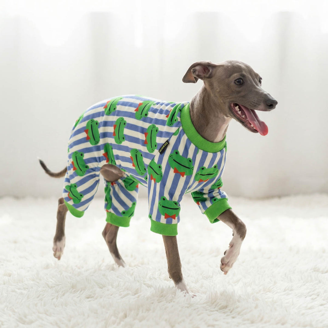 Italian Greyhound walking on a blanket with a frog dog onesie