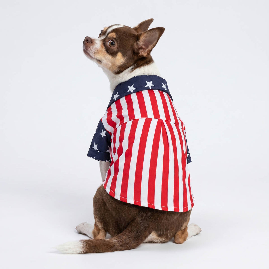 Small dog wearing a red, white, and blue striped shirt for dogs on a white background
