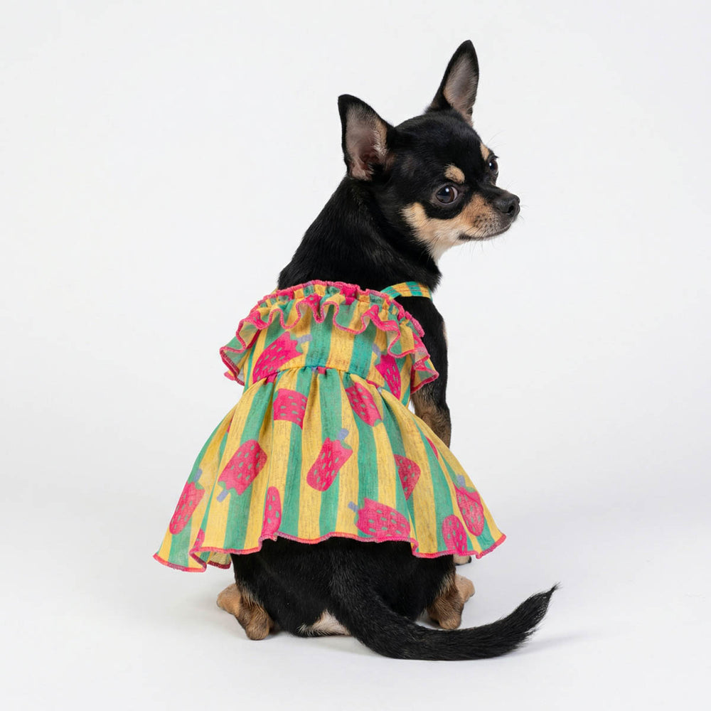 agical Moments: Discover Our Dog Tutu Collection | Fitwarm agical Moments: Discover Our Dog Tutu Collection | Fitwarm