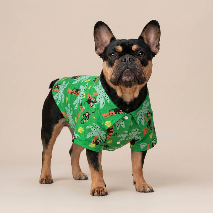 French Bulldog standing in a beige backround with a green button up shirt for dogs