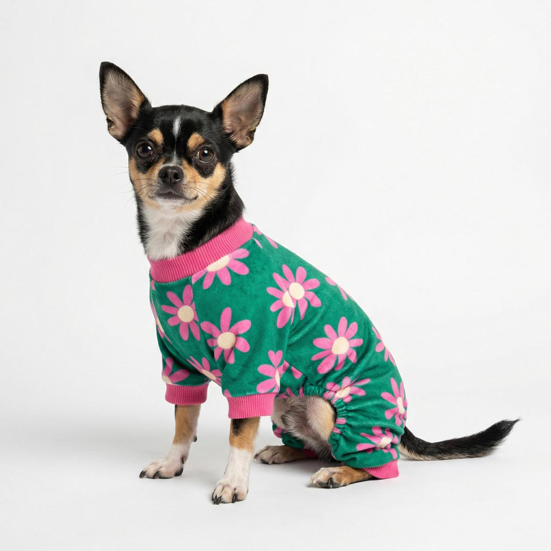 Small Chihuahua sitting with a green and pink floral pajama for dogs on a white background