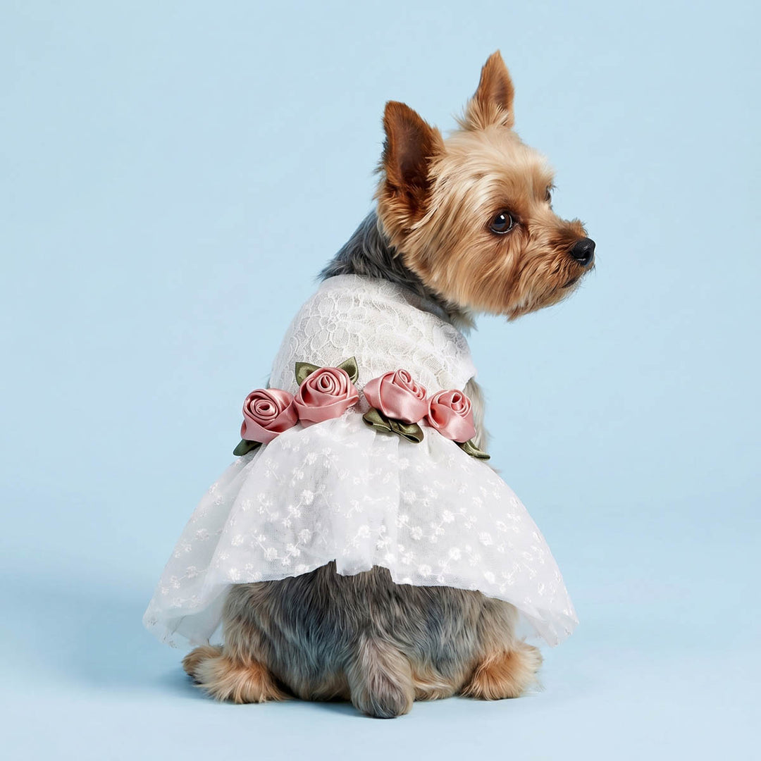Back view of Yorkie in a white dog tutu dress with floral belt 