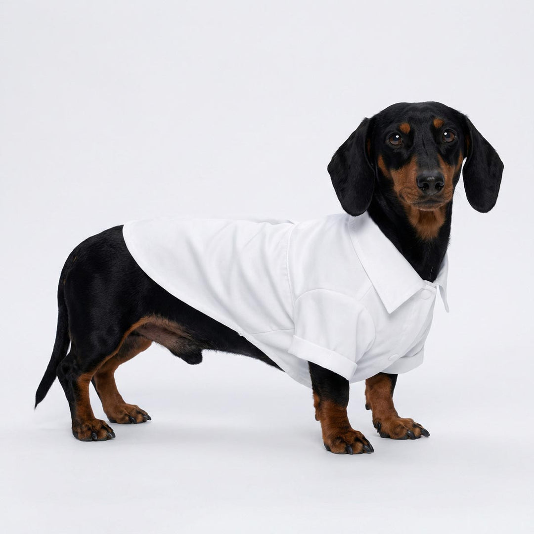 Dachshund wearing a white collar dog shirt