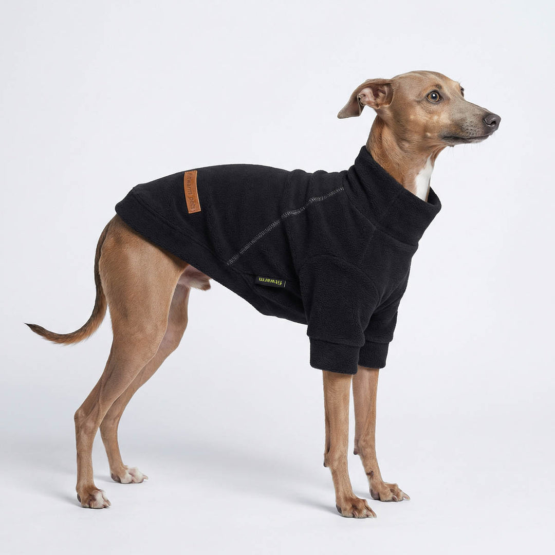 Italian Greyhound in a winter dog turtleneck sweater