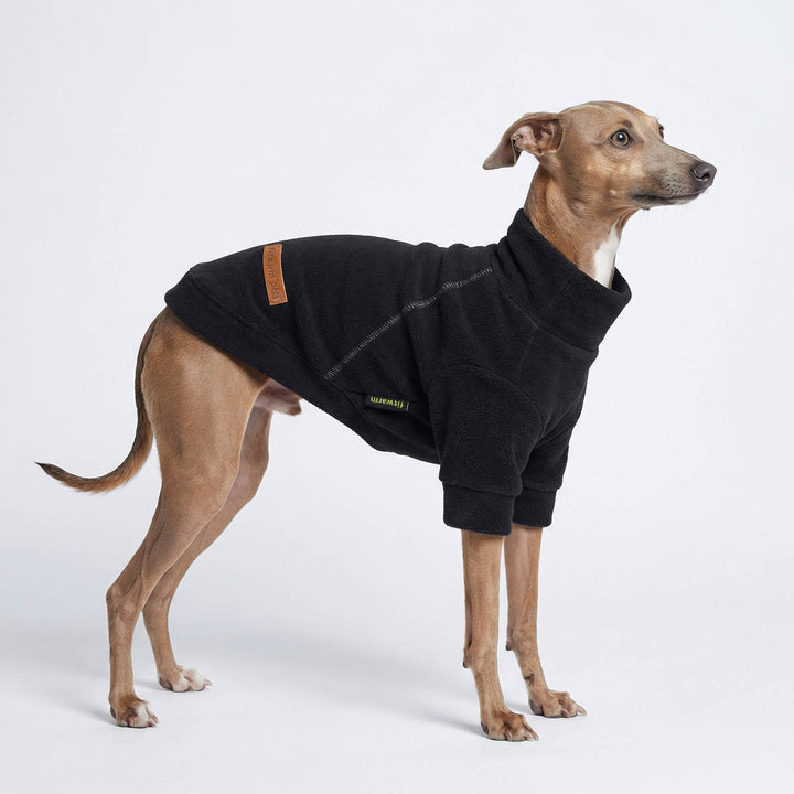 Italian Greyhound in a winter dog turtleneck sweater