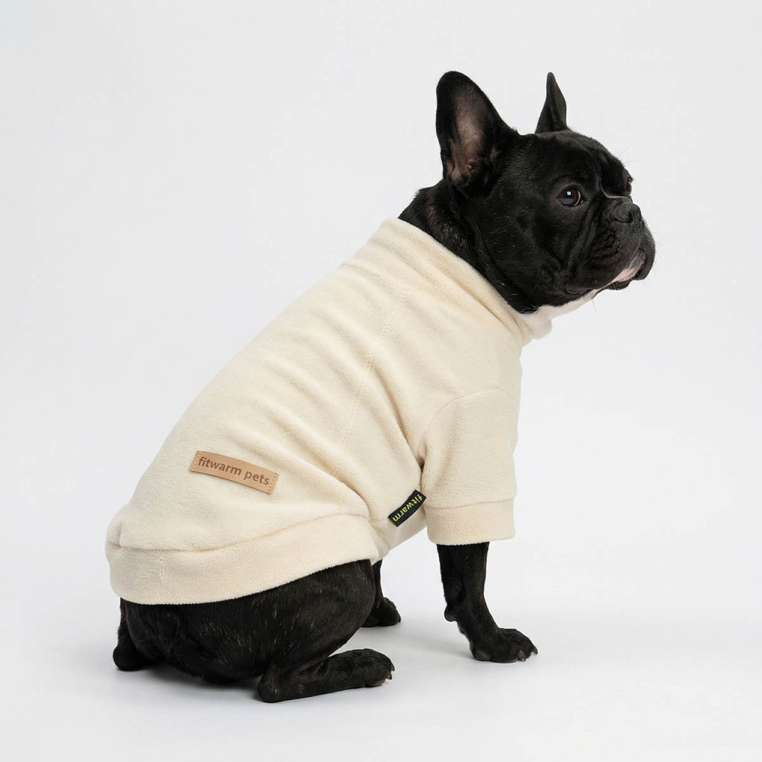 Black French Bulldog wearing a dog fleece sweater on a white background
