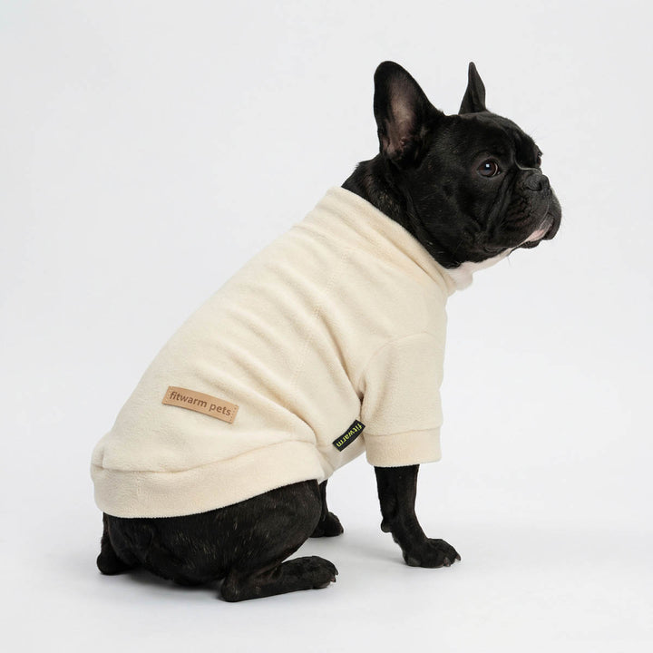 Black French Bulldog wearing a dog fleece sweater on a white background