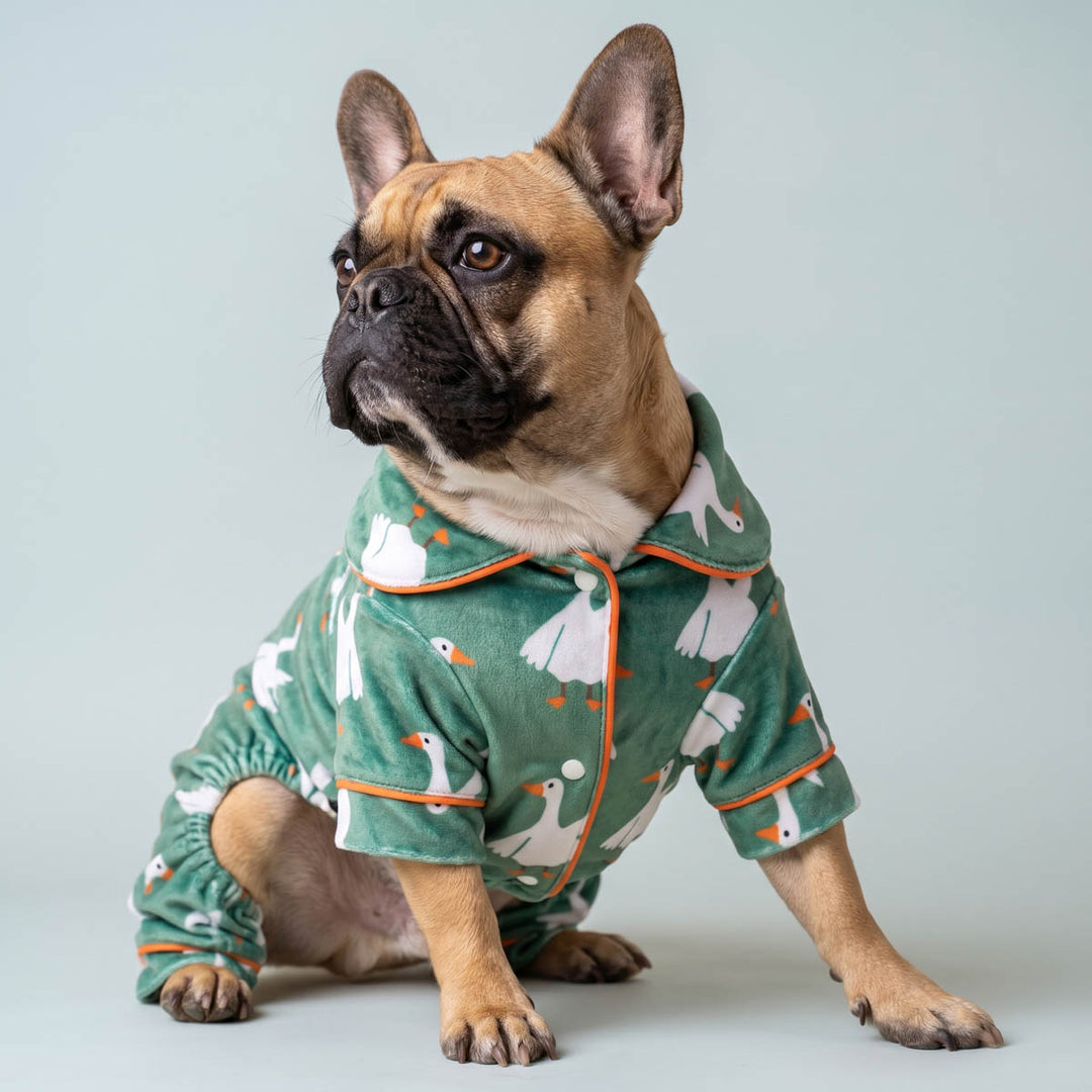 French Bulldog dress in a funny duck dog onesie with duck prints on a blue background