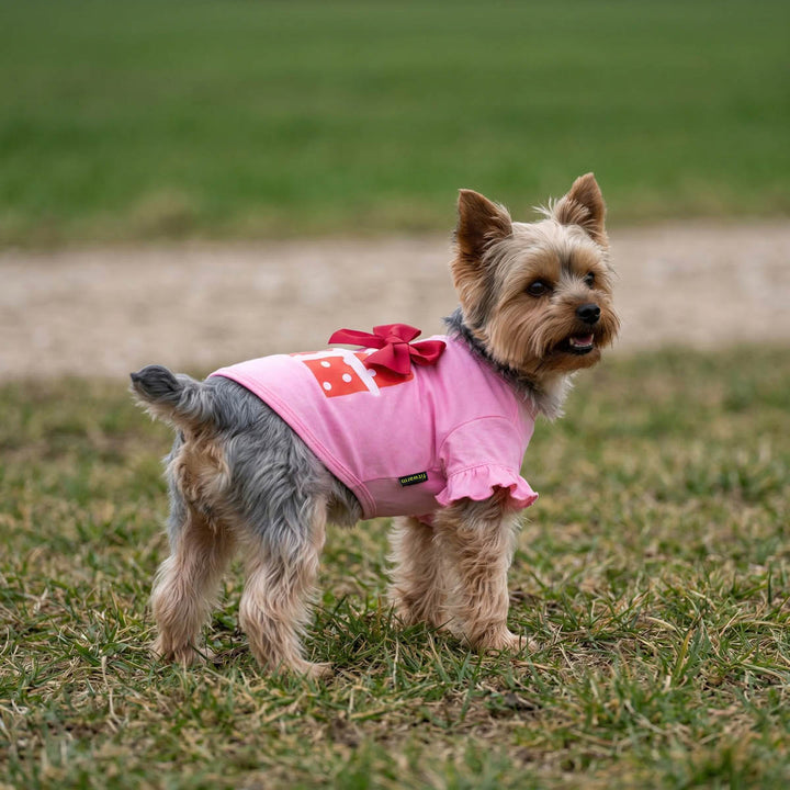Gift Box Ruffle Sleeve Dog Shirt on Yorkshire Terrier, pink with red bow.