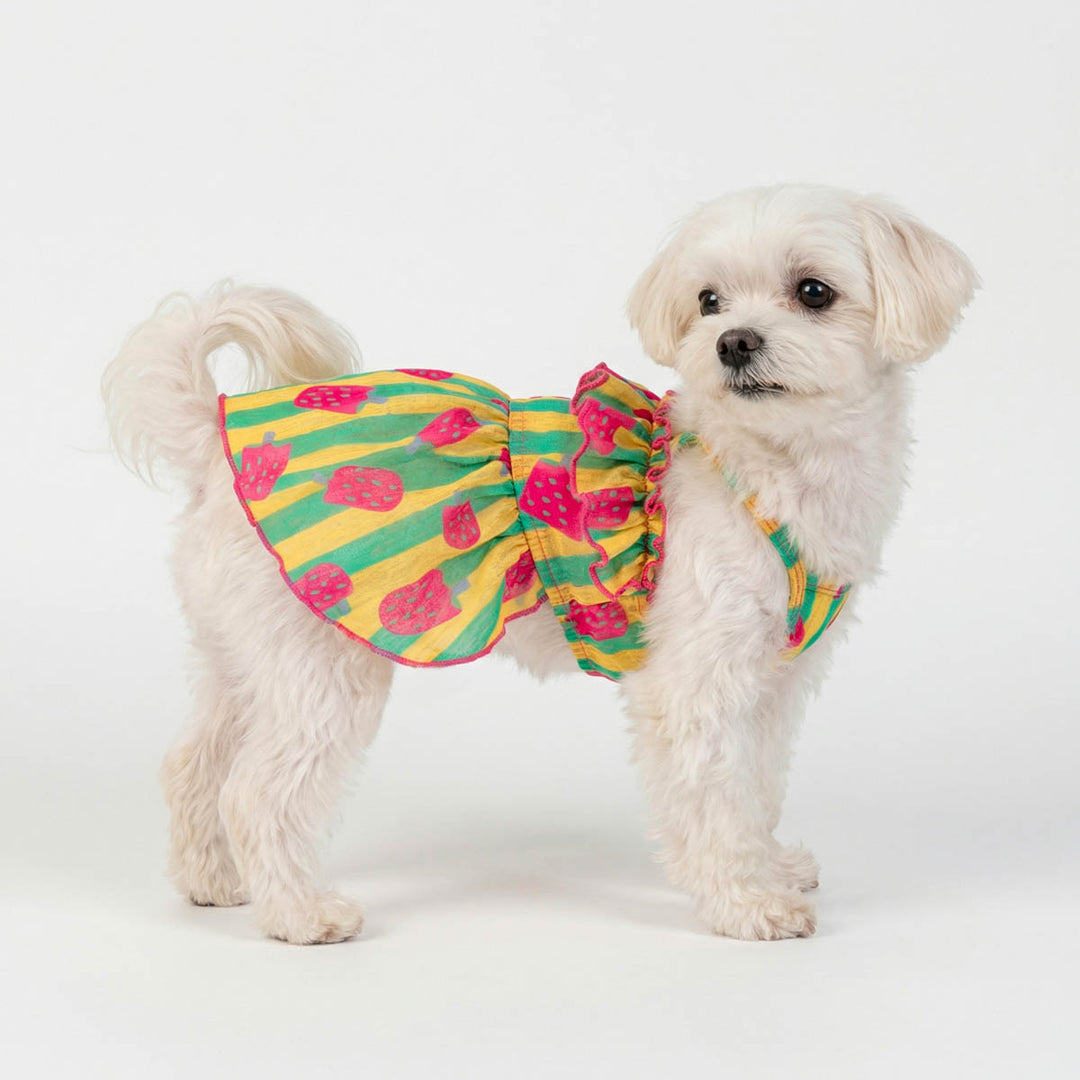 Small white dog wearing a colorful dog Hawaiian dress with a pattern of ice pop .