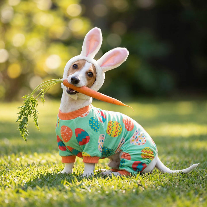 Dog wearing Easter egg dog pajamas and bunny ears while holding a carrot outdoors