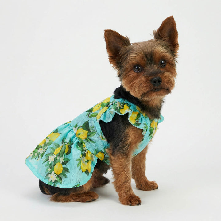 Yorkie wearing a ruffle sleeves dog dress with lemon prints