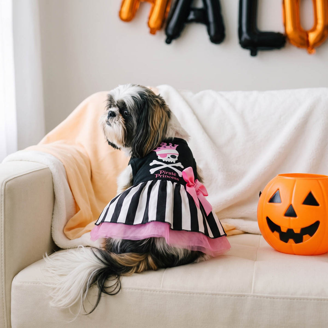 Small dog sits on a cream sofa wearing a black and white striped Halloween dress for dogs with pink tulle trim and a pink bow
