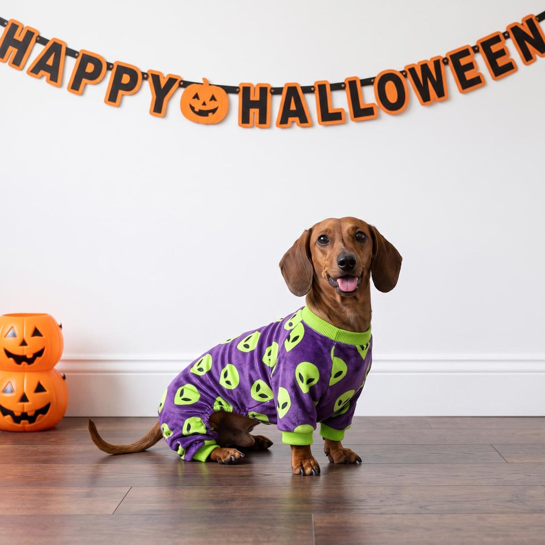 Dachshund wearing a spooky alien dog onesie and sitting on a room decorated by Happy Halloween banner and Jack-o‘-Lanterns