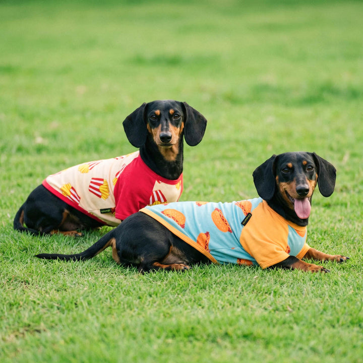 Two dachshunds wearing colorful shirts  for dogs lying on a grassy field.