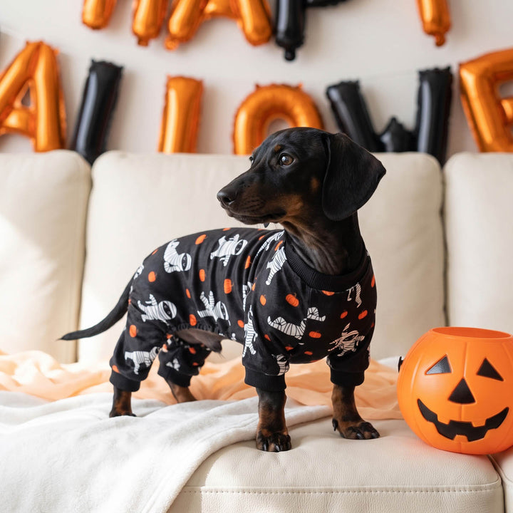 Dachshund wearing a black Halloween dog pjs with white skeleton and orange pumpkin prints, standing on a cream couch next to a jack-o'-lantern bucket in a decorated living room