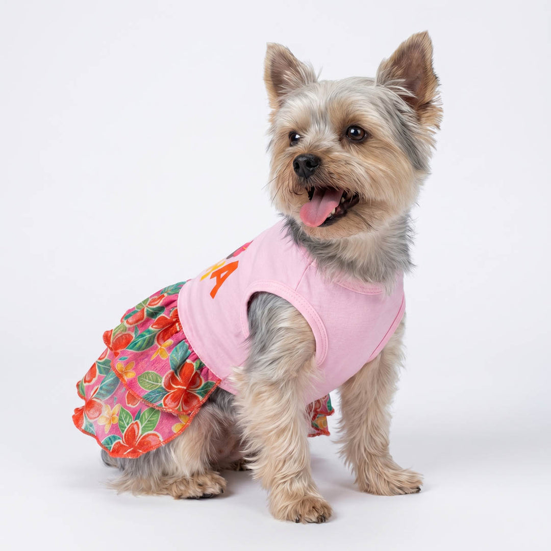 Yorkie in a summer dress for dogs in a white background