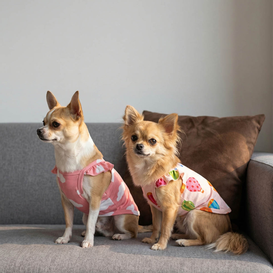 Two small Chihuahua wearing 2 pack pink ruffle dog shirts outfit and sitting on a sofa