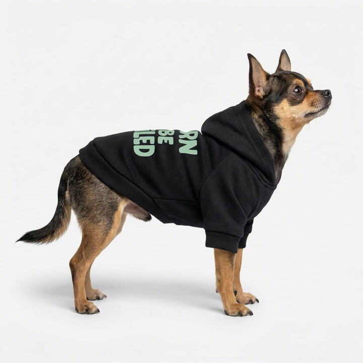 Chihuahua dressed in a black dog hooded sweatshirt