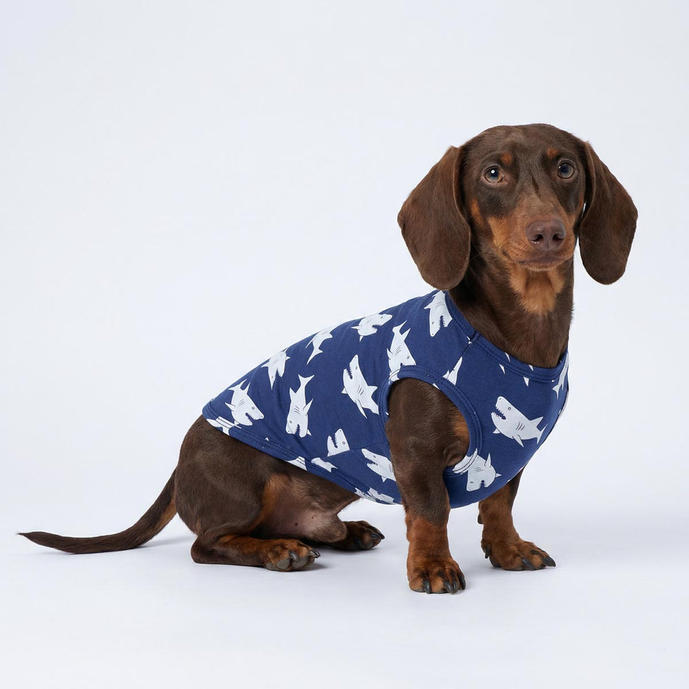 Dachshund in a dog tank top with shark prints
