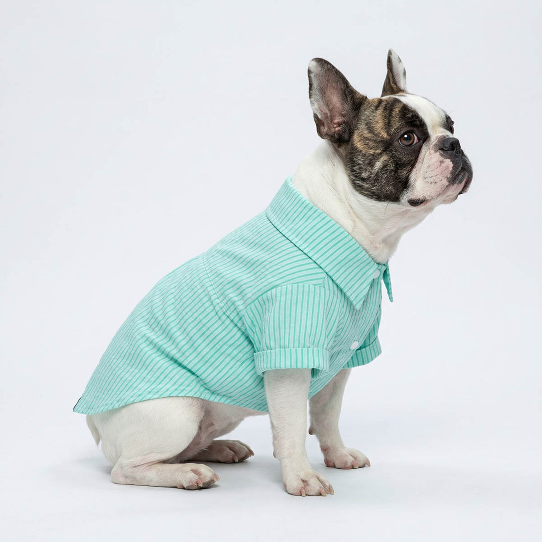 Boston Terrier in a green dog striped shirt in a white background