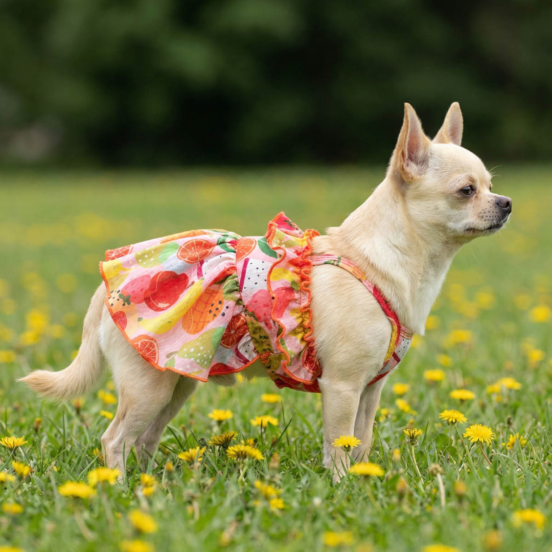 Chihuahua wearing a ruffle dress for dogs with tropical fruit and standing on the grass