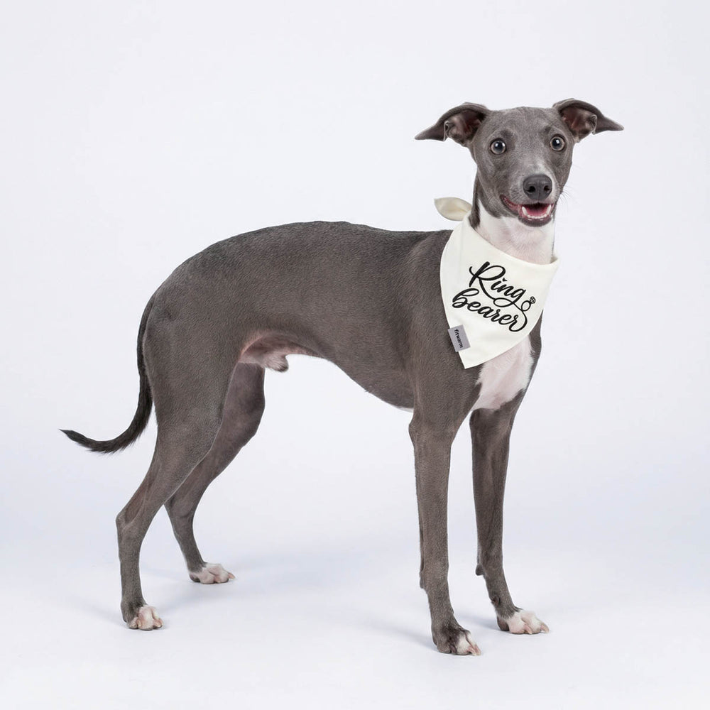 Italian Greyhound smiles with a romantic dog bandana on its neck