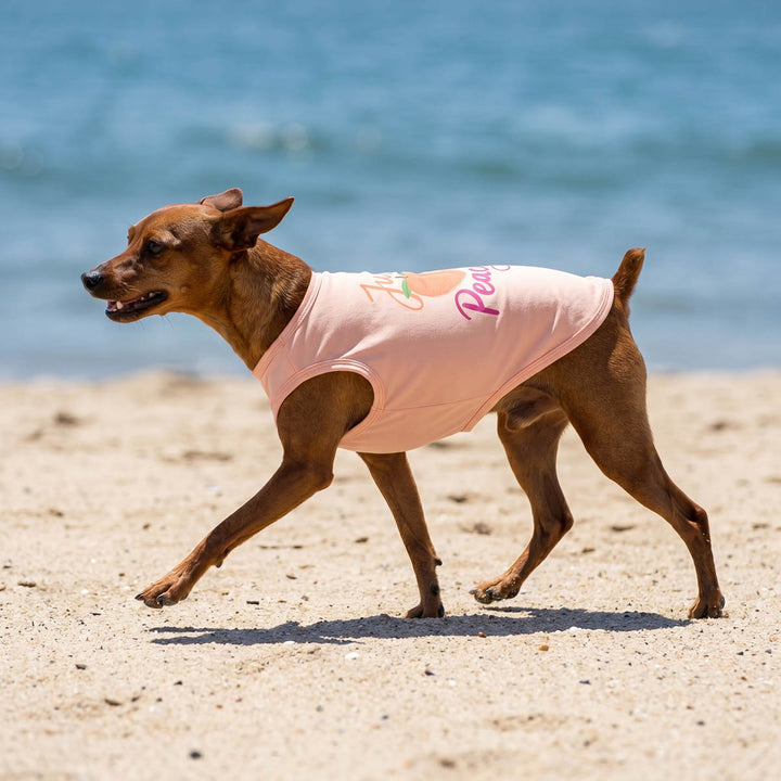 Dog walking on the beach with a lightweight shirt for dogs in fruit print