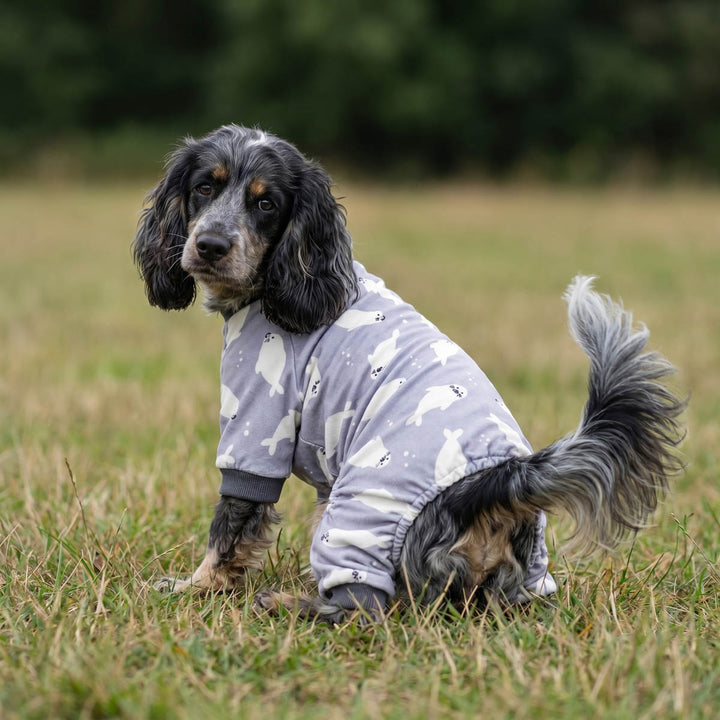 Small dog wearing a cozy dog fleece pajamas with seal prints on the grass