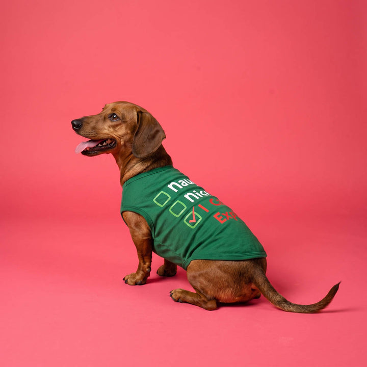 Dachshund sitting against a solid pink background, wearing a green dog t-shirt with white and red text