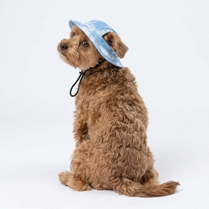 Back view of a dog in a blue tie dye dog hat