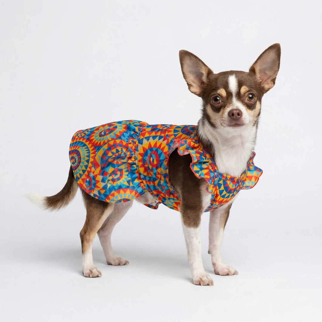 Chihuahua standing on a white background with a kaleidoscope ruffle dress for dogs