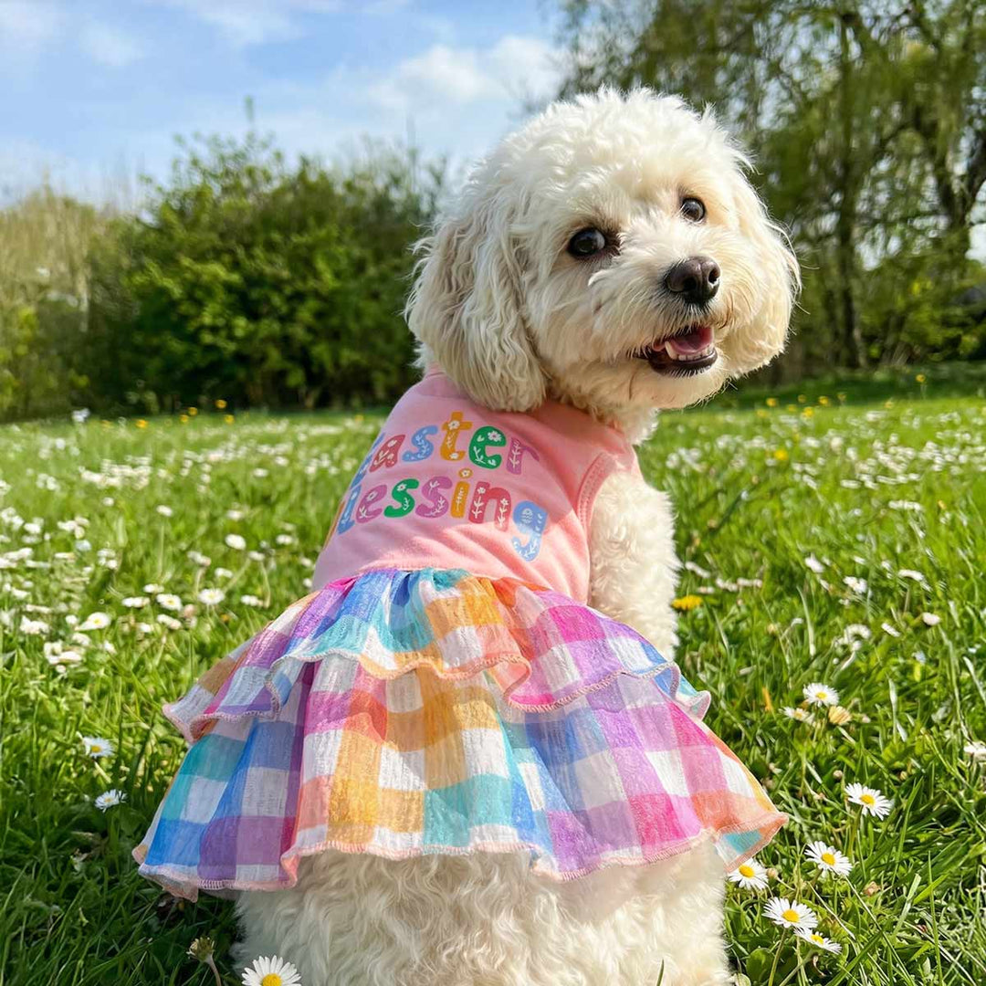 dress for a dog Blue Polka Dot Dog Dress with Matching Leash X Small