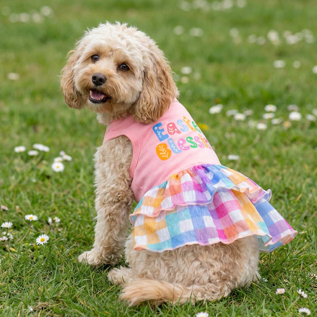 Spring meadow photo of cute dog dressed in Easter dress for dogs