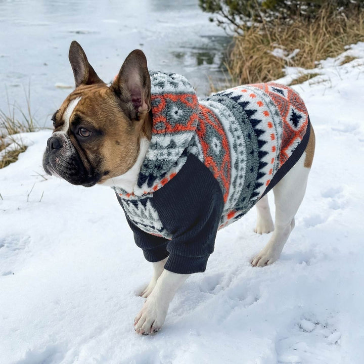 Cold-weather outdoor photo of French bulldog wearing dog sweatshirt