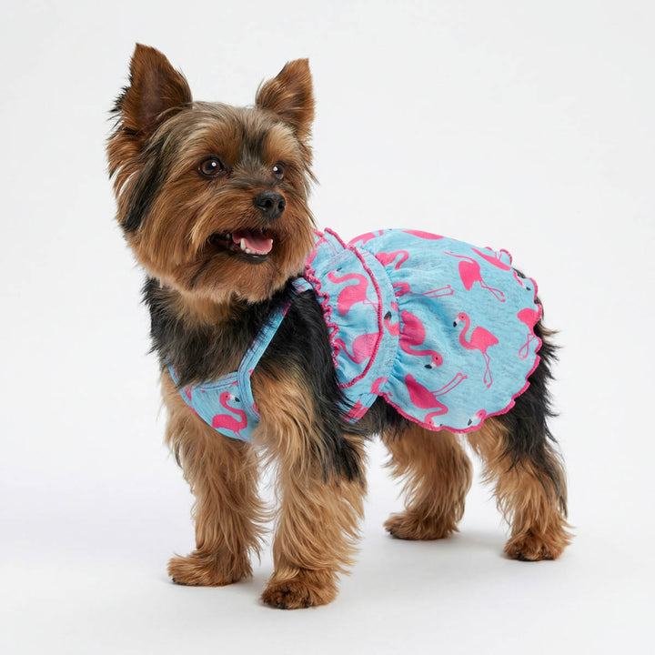 Small dog wearing a blue and pink flamingo-patterned summer dress for dogs on a white background