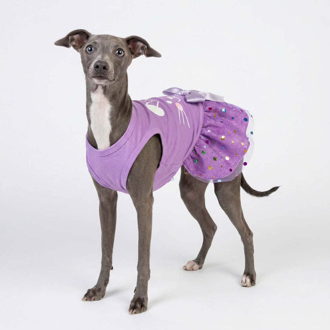 Italian Greyhound in a purple Easter  dress for dog with bowknot and polka dot tutu design