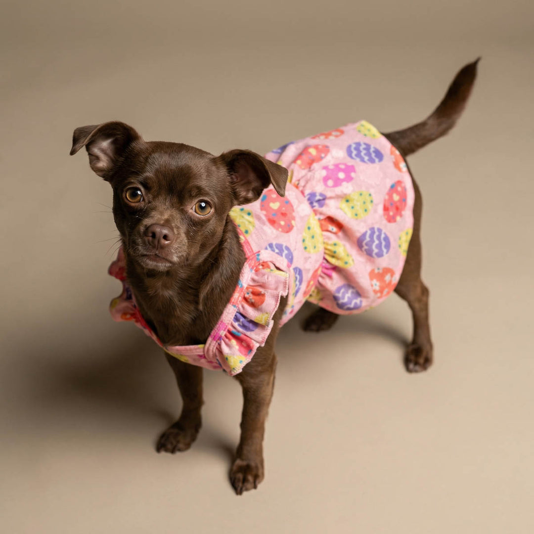 Small brown dog wearing a ruffle dog dress with Easter egg prints on a beige background