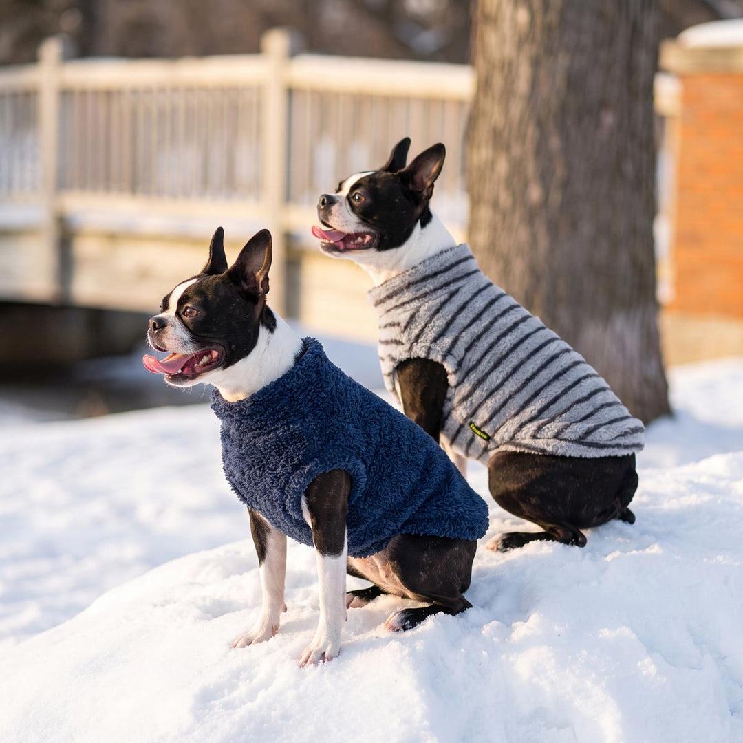 Two Boston Terrier dogs sitting in the snow with cozy dog knitted sweaters, one in navy blue and one in gray and white stripes