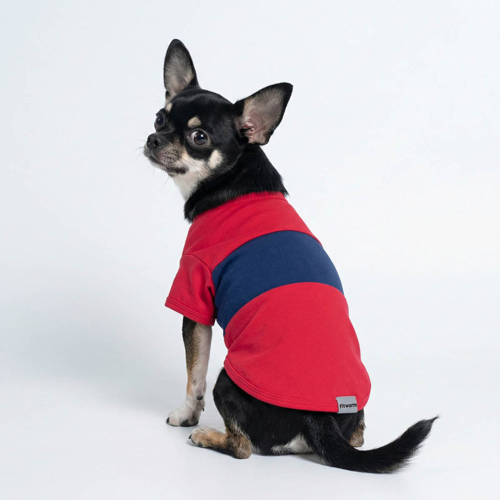 Chihuahua in a red and blue color block dog shirt