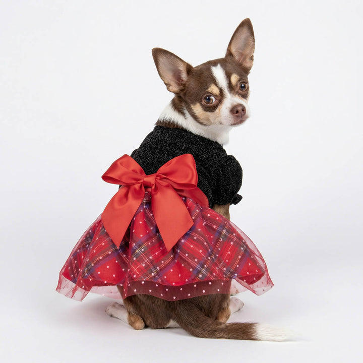Small Chihuahua wearing a Christmas red plaid dress for dogs with a large bow on a white background