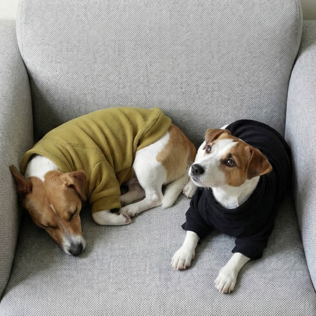 Two dogs wearing cozy sweater for dogs sitting on a gray couch.