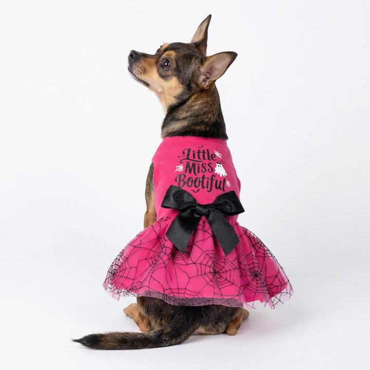 Back view of Chihuahua in a spooky Halloween dog tutu dress with spiderweb print and 'little miss bootiful' lettering