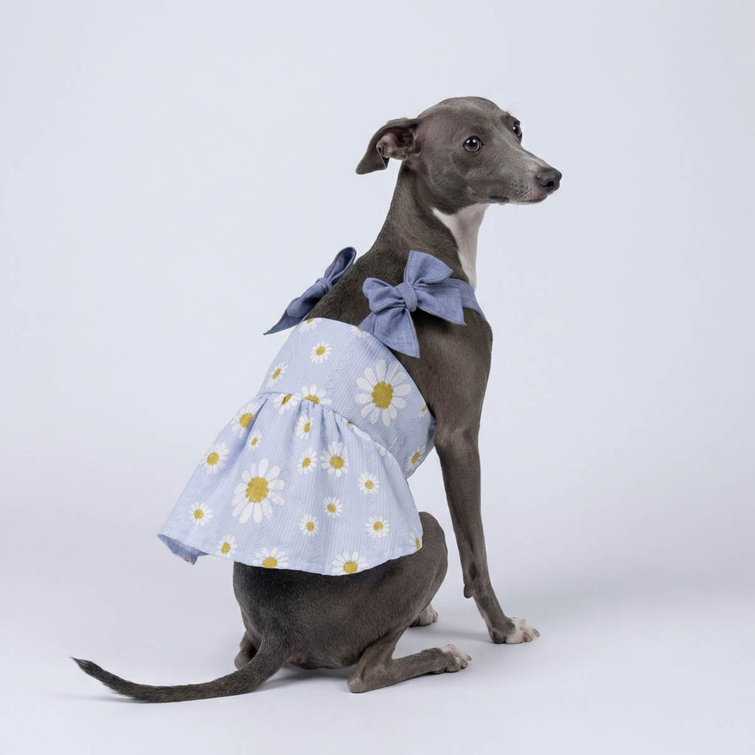 Italian Greyhound sitting with a adorable dress for dogs with a daisy prints
