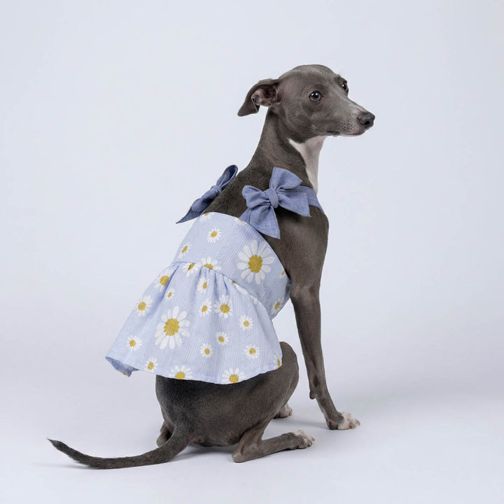 Italian Greyhound sitting with a adorable dress for dogs with a daisy prints