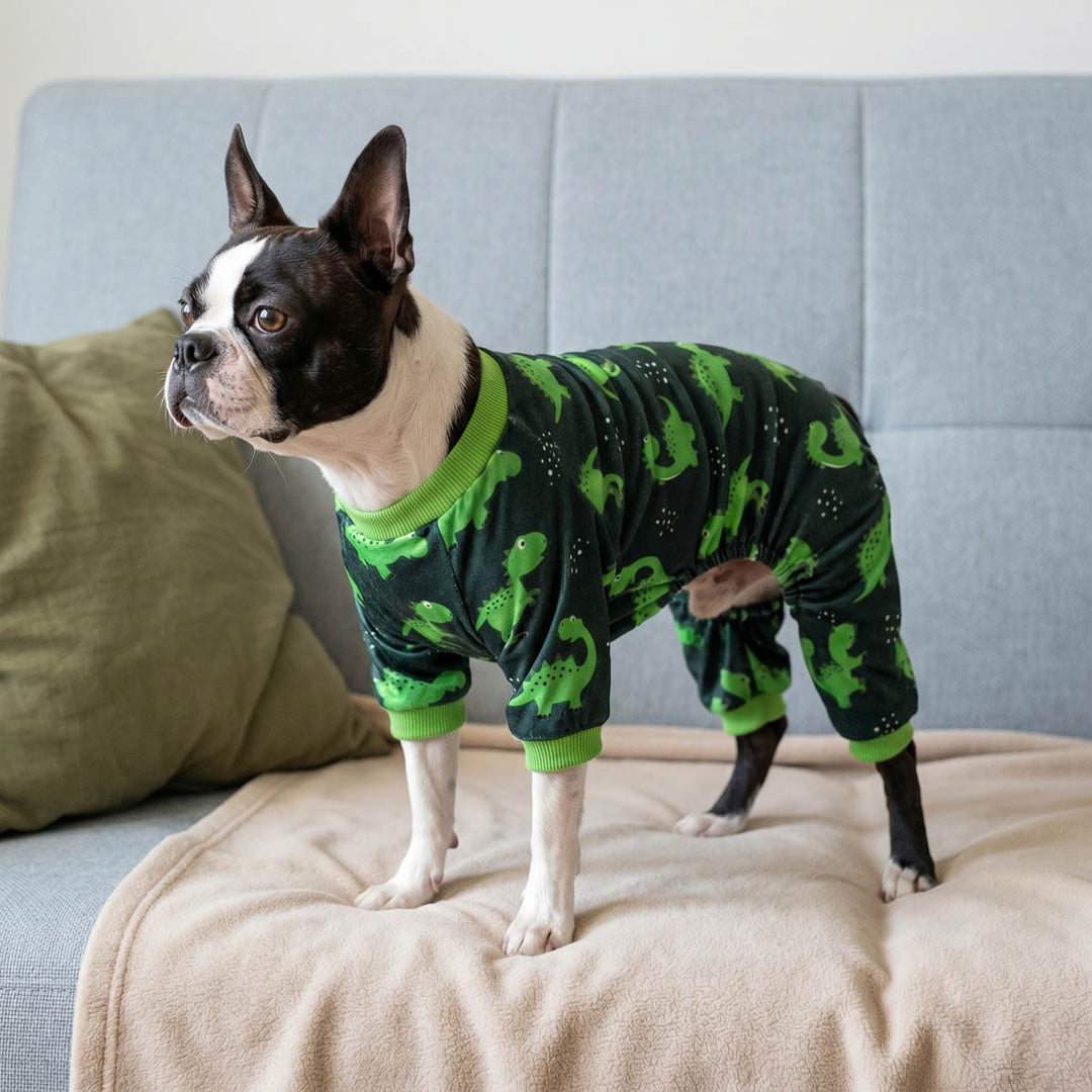 Boston Terrier standing on a sofa with a dinosaur print dog pjs