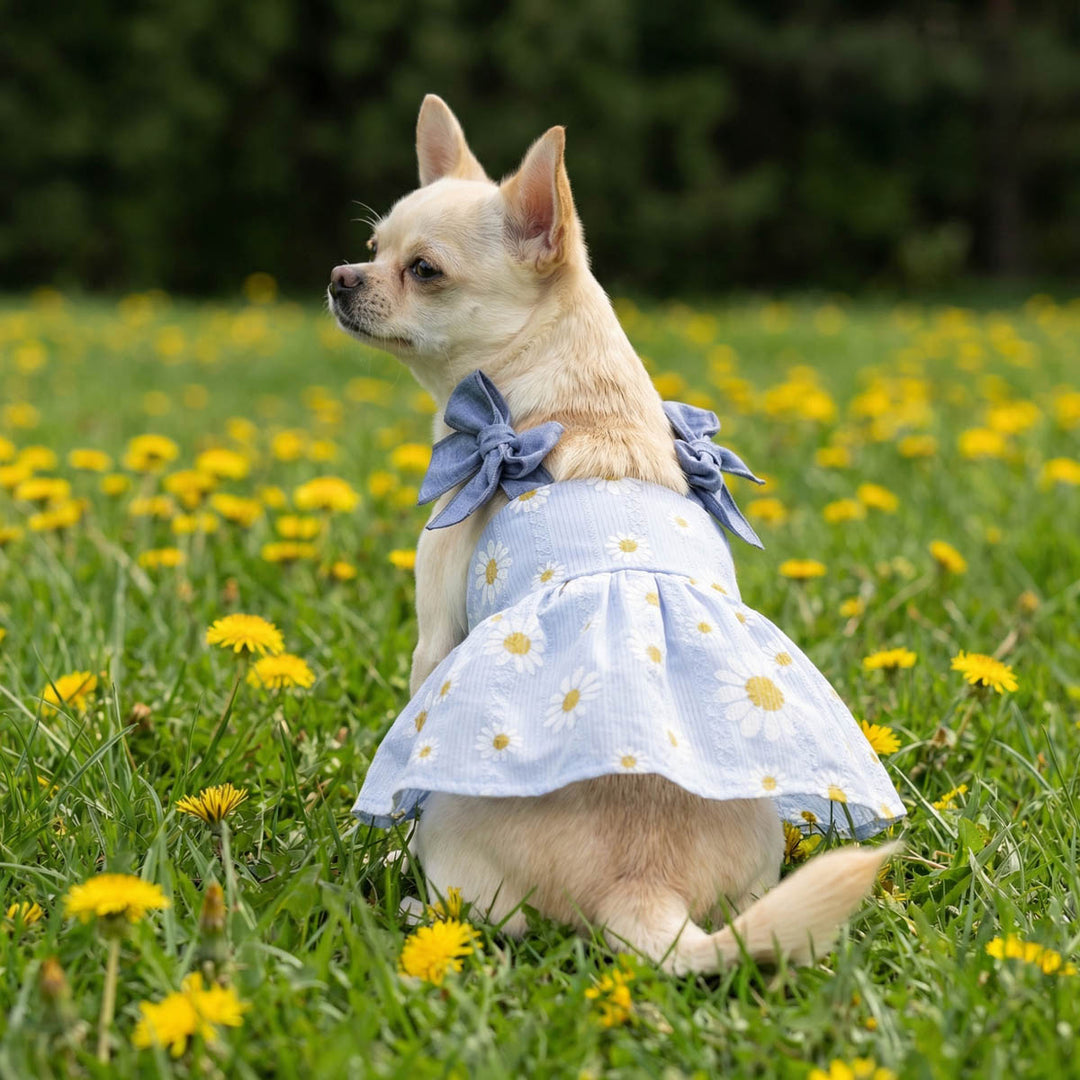 Small dog wearing a blue dog dress with yellow flowers and a blue bow in a grassy field.