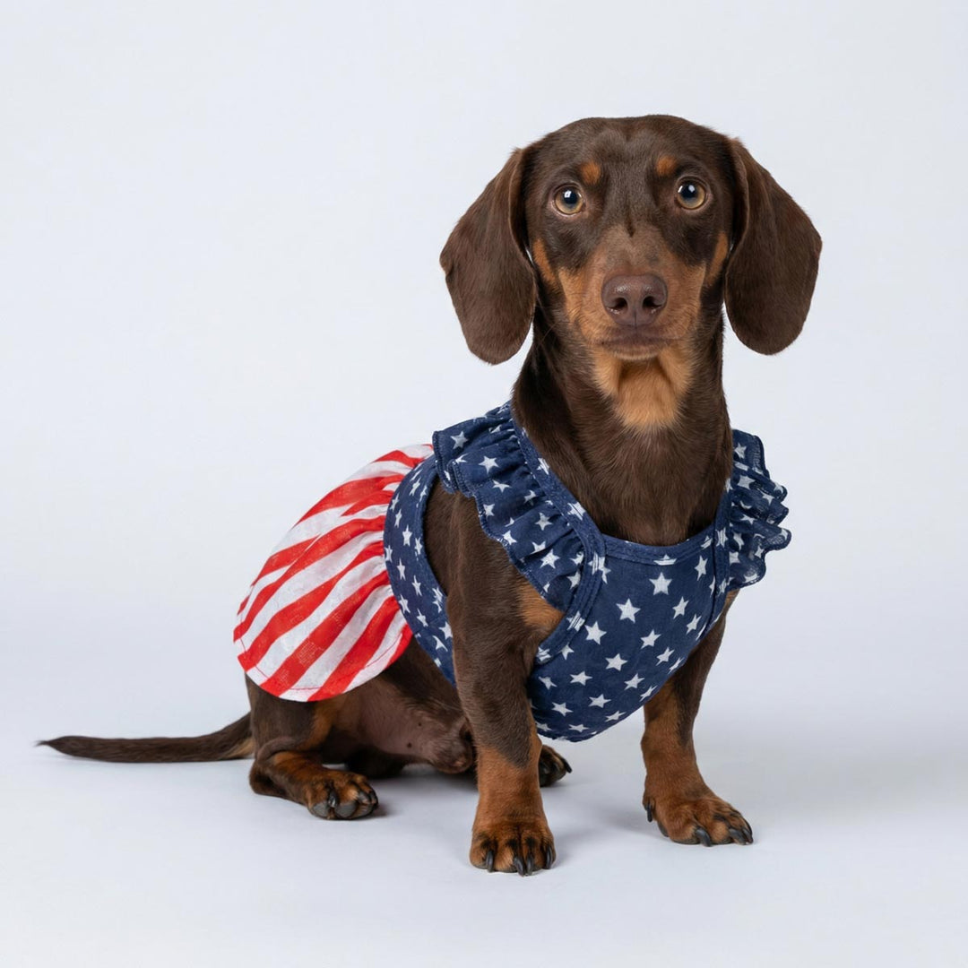 Dachshund wearing patriotic dog dress with stars and stripes design