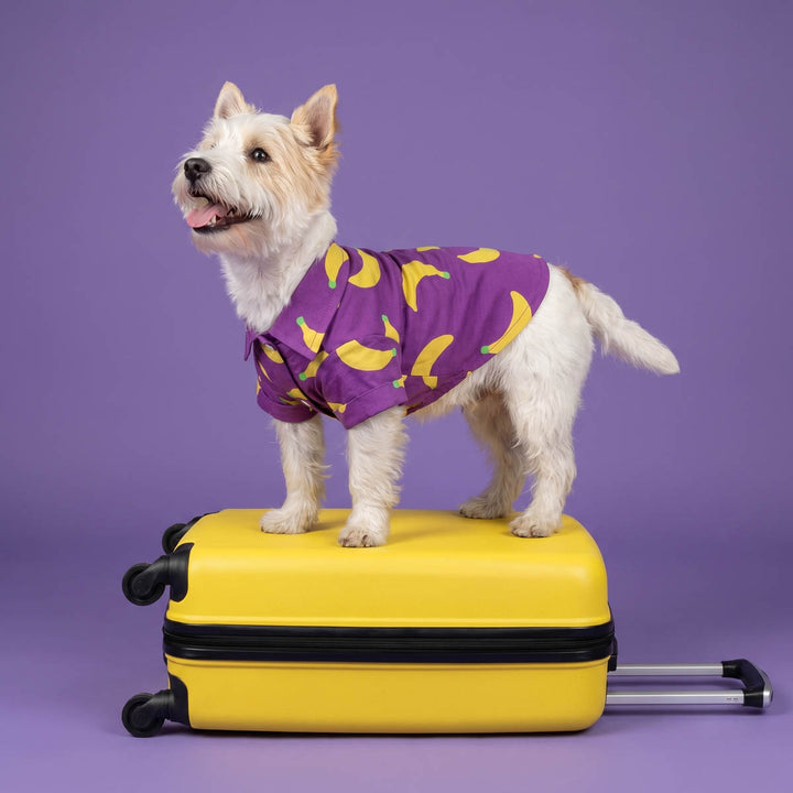 Westie standing on a yellow suitcase with a dog Hawaiian shirt in banana prints